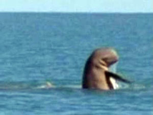 Australian Snubfin Dolphin 
